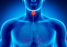 Щитовидная железа и проблемы с набором и сжиганием жира в бодибилдинге