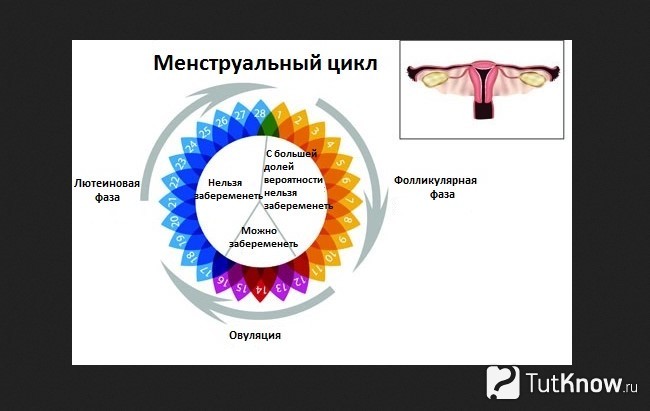 Схематическое изображение менструального цикла у женщины