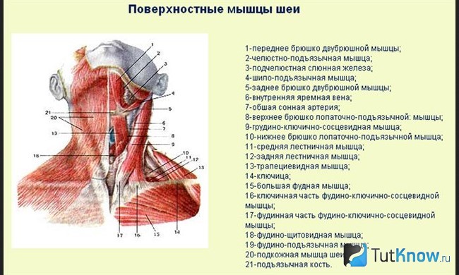 Шея картинки схемы расположения мышц сзади