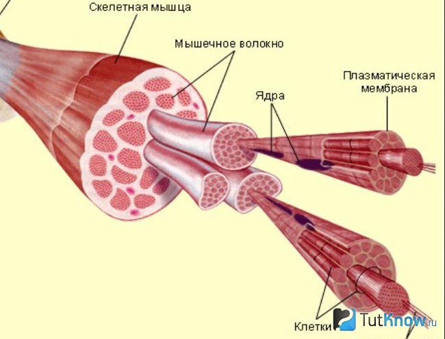 Схематическое изображение структуры мышечного волокна