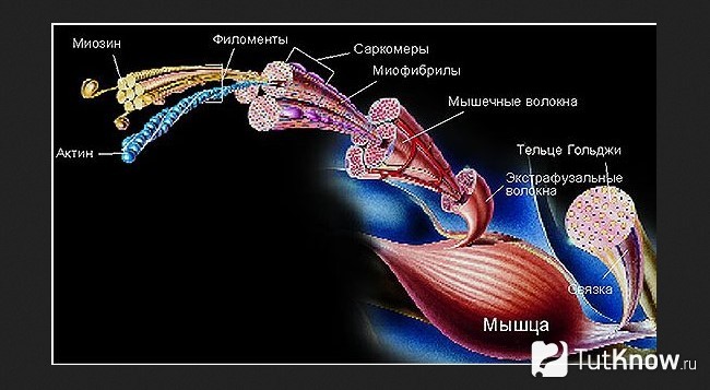 Схема мышечного волокна