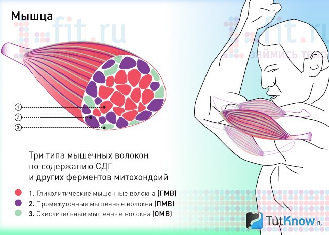 Схема строения мышцы