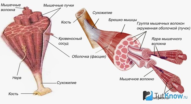 Схема строения мышцы