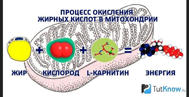 Процесс образования энергии в жировых клетках