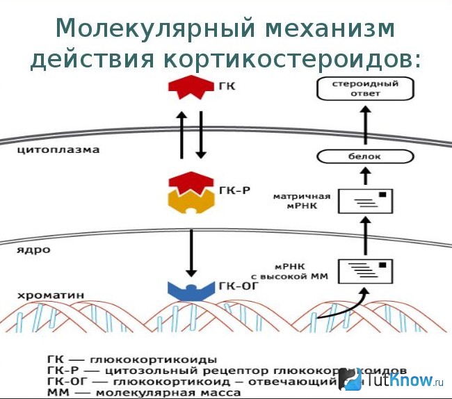 Схема молекулярного механизма действия кортикостероидов