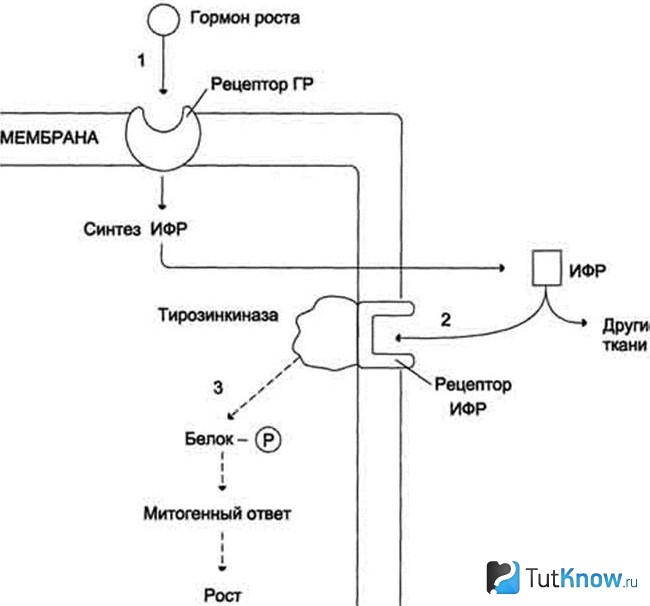 Схема гормон роста