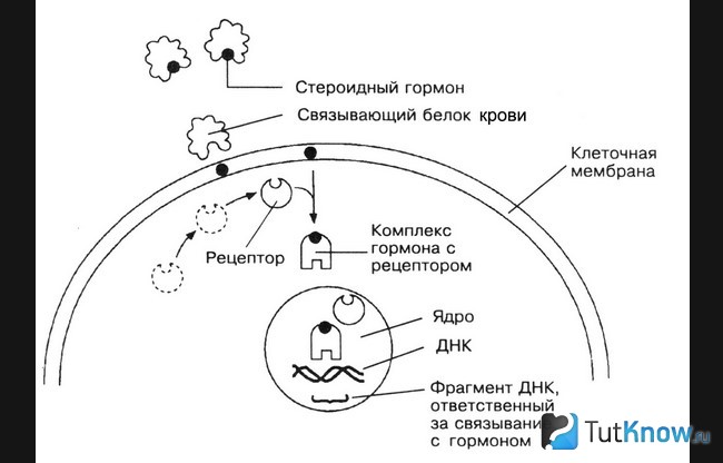 Схема работы стероидов в клетках