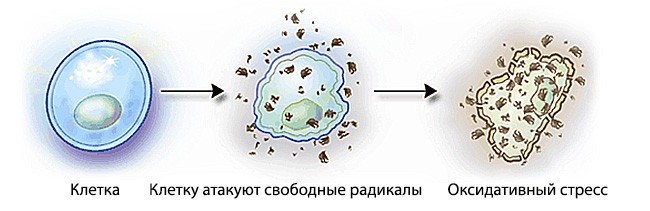 Схема образования токсинов усталости