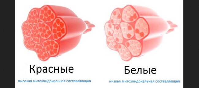 Схематическое изображение и описание красных и белых мускульных волокон