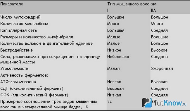 Таблица основных данных о мускульных волоконах