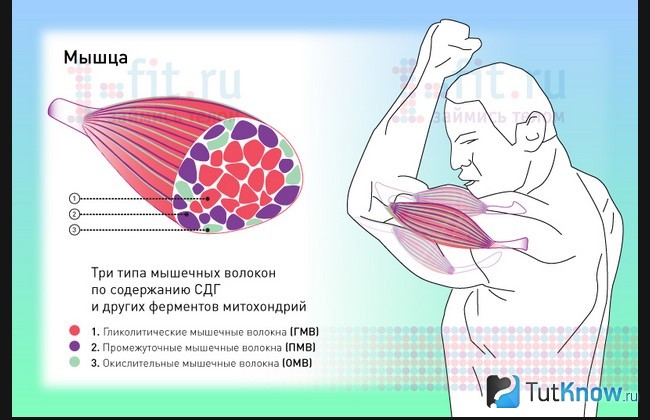 Схема строения мышцы