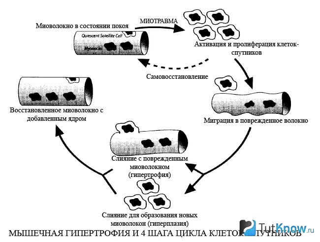 Схема мышечной гипертрофии и циклы клеток-спутников