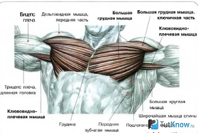 Схема мышечной структуры груди