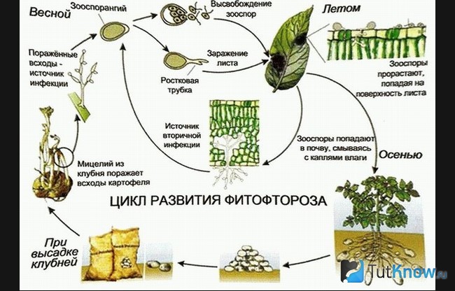 Цикл развития фитофтороза на клубнях картофеля