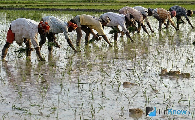 Люди работают на рисовом поле