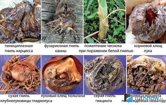 Болезни гиацинтов