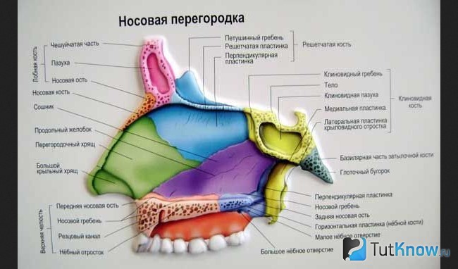 Гребень перегородки. Носовая перегородка анатомия состоит. Строение перегородки носа анатомия. Гребень носовой перегородки анатомия. Носовая перегородка хрящ строение.