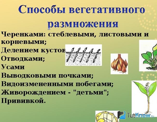 что такое белый люпин. Смотреть фото что такое белый люпин. Смотреть картинку что такое белый люпин. Картинка про что такое белый люпин. Фото что такое белый люпин