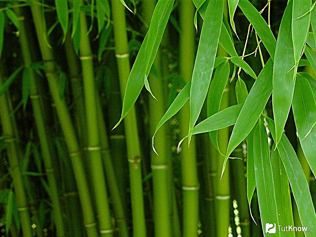Тростник злаковое растение. Бамбук arundinacea. Бамбуковый сок. Бамбук Широшима. Бамбук дарахти.