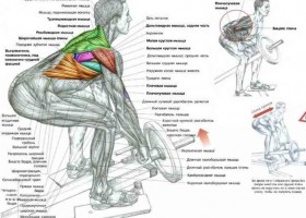 Как тренировать разгибатели спины?