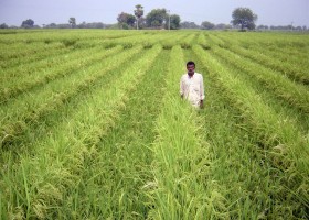 Человек на рисовой плантации