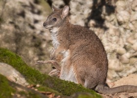 Валлаби беннета — мини-кенгуру