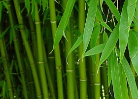 Бамбук: свойства и применение в косметологии