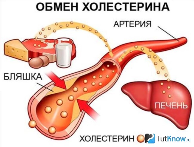 Схема обмена холестерина