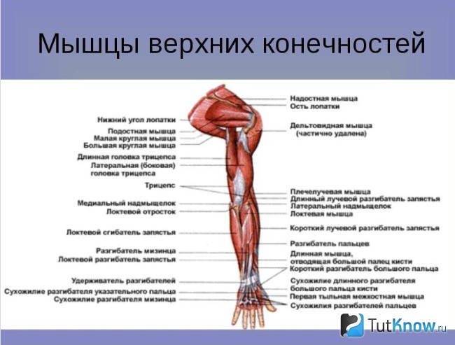 Схема мышц рук