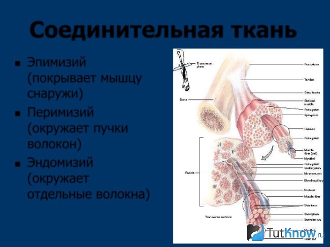 Соединительная ткань и её функции