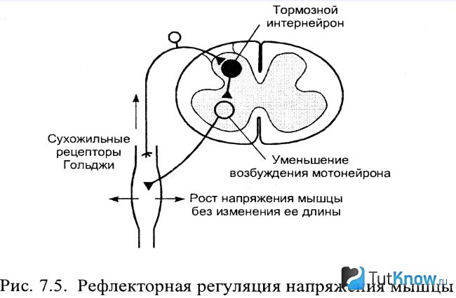 Схема рефлекторной регуляции напряжения мышц