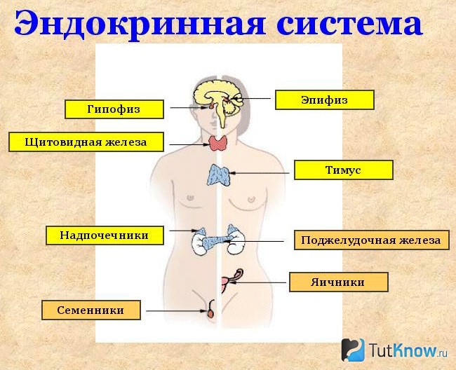 Схема гормональной системы человека