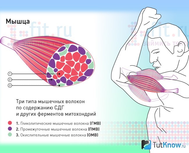 Схема соотношения разных типов мышечных волокон