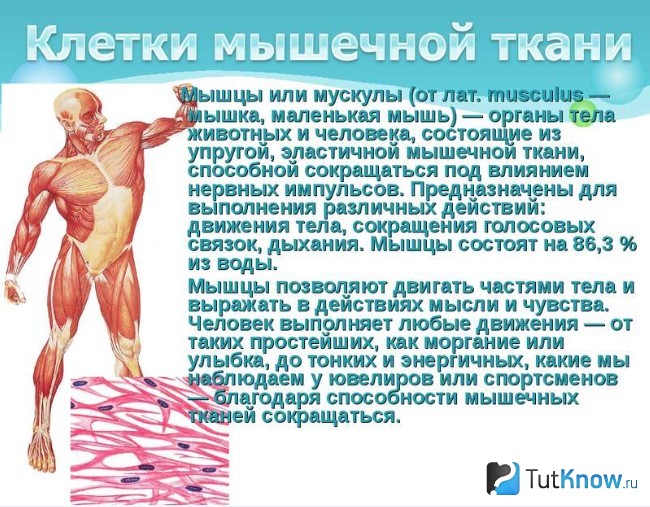 Пояснение функций мышечных клеток