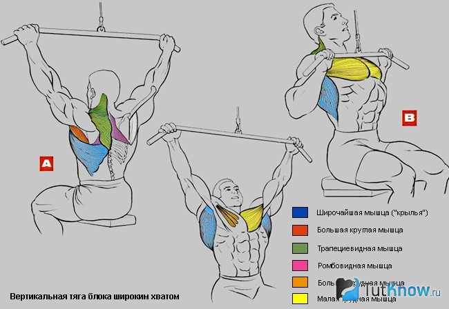 Схема задействованных мышц при выполнении тяги верхнего блока
