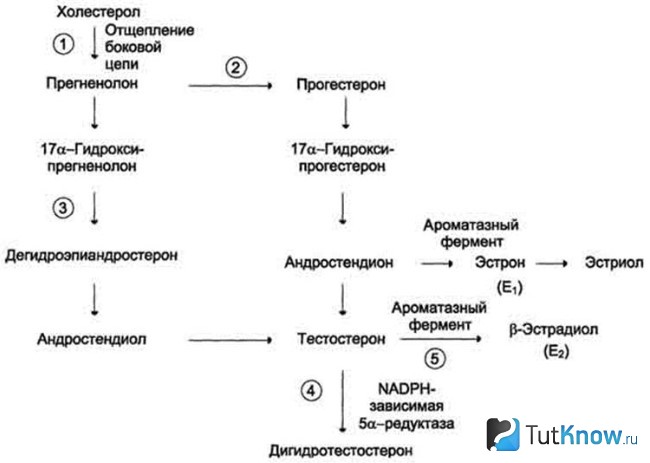 Пример цикла синтеза гормонов