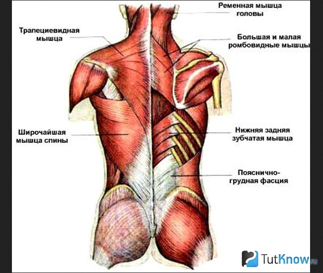 Схема мышц спины
