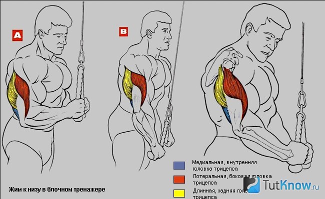 что такое бицепс и что такое трицепс. Смотреть фото что такое бицепс и что такое трицепс. Смотреть картинку что такое бицепс и что такое трицепс. Картинка про что такое бицепс и что такое трицепс. Фото что такое бицепс и что такое трицепс
