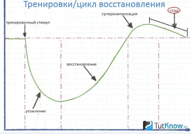 Схема тренировочного цикла