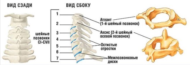 Схема строения шейного отдела позвоночника