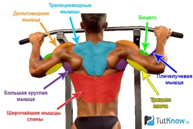 Мышцы, задействованные при подтягиваниях в негативной фазе