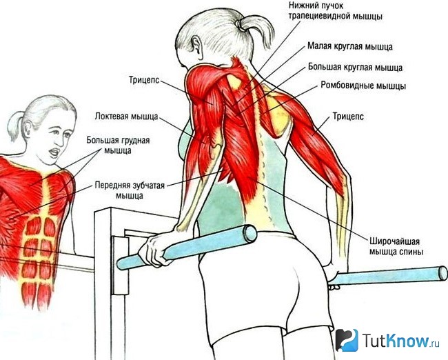 Схема задействованных мышц при отжимании на брусьях