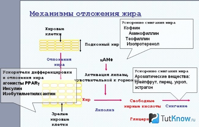 Механизм отложения жира