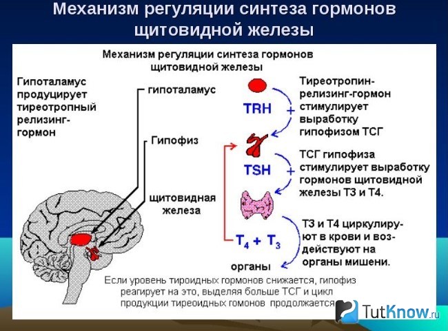 Чем можно заменить гонадотропин на пкт. Смотреть фото Чем можно заменить гонадотропин на пкт. Смотреть картинку Чем можно заменить гонадотропин на пкт. Картинка про Чем можно заменить гонадотропин на пкт. Фото Чем можно заменить гонадотропин на пкт