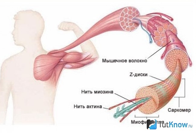 Схема строения гладких мышц
