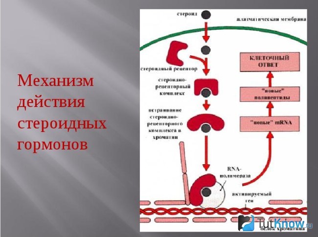 Таблица механизмов действия стероидных гормонов