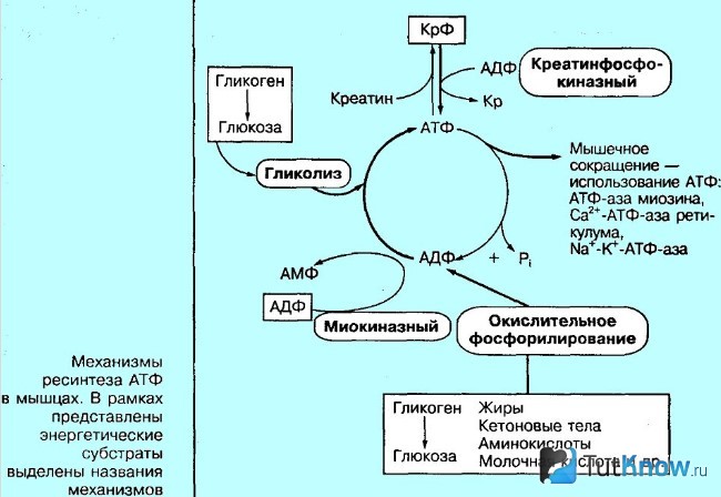 Механизм ресинтеза АТФ