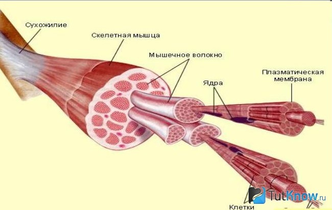 Двигательные волокна содержит