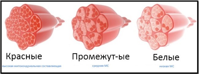 Типы мускульных волокон