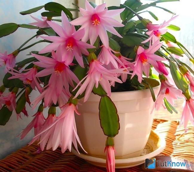 Шлюмбергера цветет в вазоне